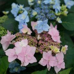 Hydrangeas For Small Spaces Collection 8 Hydrangeas For Small Spaces Collection -Perennials Store hydrangea tuff stuff ah ha 5