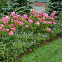 Vanilla Strawberry® Panicle Hydrangea -Perennials Store hydrangea vanilla strawberry 10