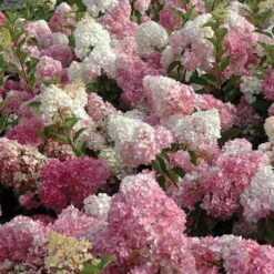 Vanilla Strawberry® Panicle Hydrangea -Perennials Store hydrangea vanilla strawberry 3