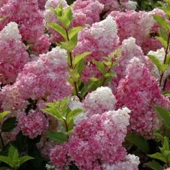 Vanilla Strawberry® Panicle Hydrangea -Perennials Store hydrangea vanilla strawberry 6