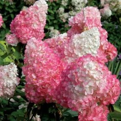 Vanilla Strawberry® Panicle Hydrangea -Perennials Store hydrangea vanilla strawberry 7