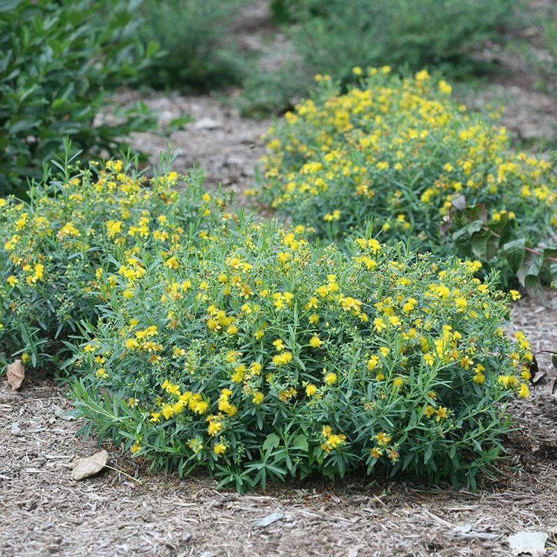 Blues Festival® St. John's Wort 3 Blues Festival® St. John's Wort