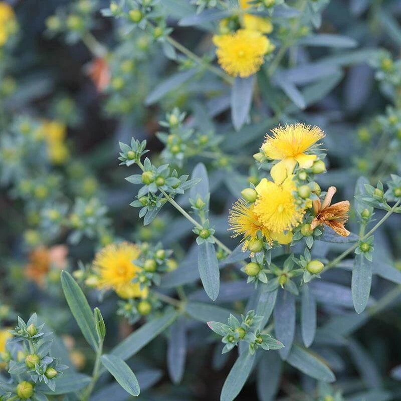 Blues Festival® St. John's Wort 4 Blues Festival® St. John's Wort - Image 2
