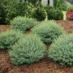 Blues Festival® St. John's Wort 8 Blues Festival® St. John's Wort -Perennials Store hypericum blues festival 3 sw