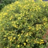 Sunny Boulevard® St. John's Wort -Perennials Store hypericum sunny boulevard 1