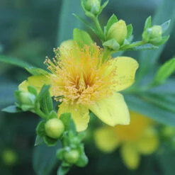Sunny Boulevard® St. John's Wort -Perennials Store hypericum sunny boulevard 2