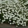 'Tahoe' Candytuft -Perennials Store iberis tahoe 1