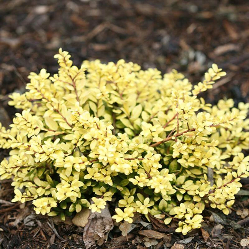 Brass Buckle® Japanese Holly 3 Brass Buckle® Japanese Holly