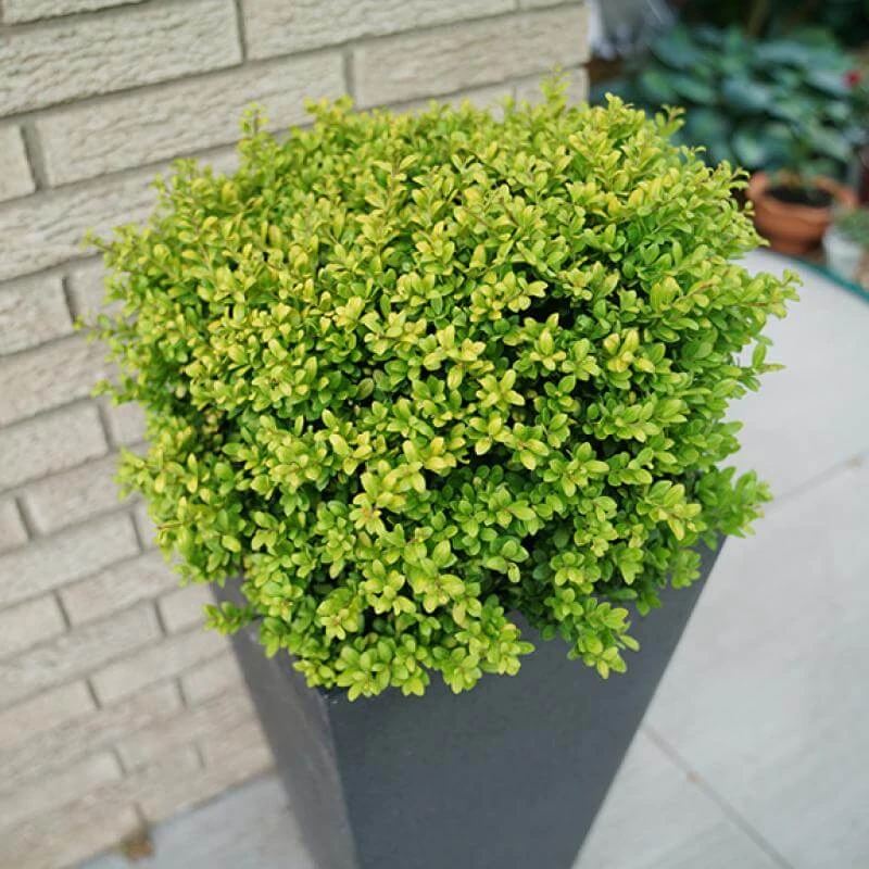 Brass Buckle® Japanese Holly 4 Brass Buckle® Japanese Holly - Image 2