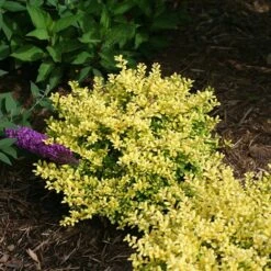 Brass Buckle® Japanese Holly 8 Brass Buckle® Japanese Holly -Perennials Store ilex brass buckle 3 sw