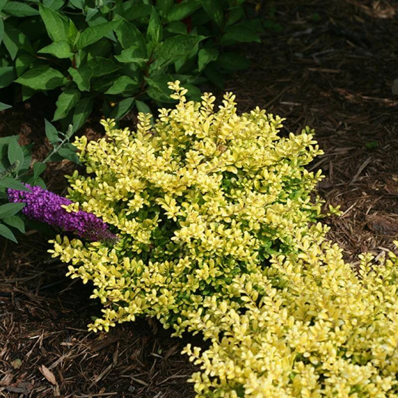 Brass Buckle® Japanese Holly 5 Brass Buckle® Japanese Holly - Image 3