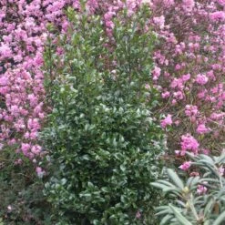 Castle Wall® Blue Holly -Perennials Store ilex castle wall 2 sw