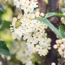 Castle Wall® Blue Holly -Perennials Store ilex castle wall 3 sw