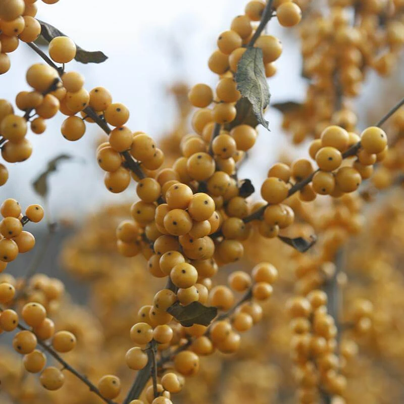 Berry Heavy® Gold Winterberry Holly 7 Berry Heavy® Gold Winterberry Holly - Image 5