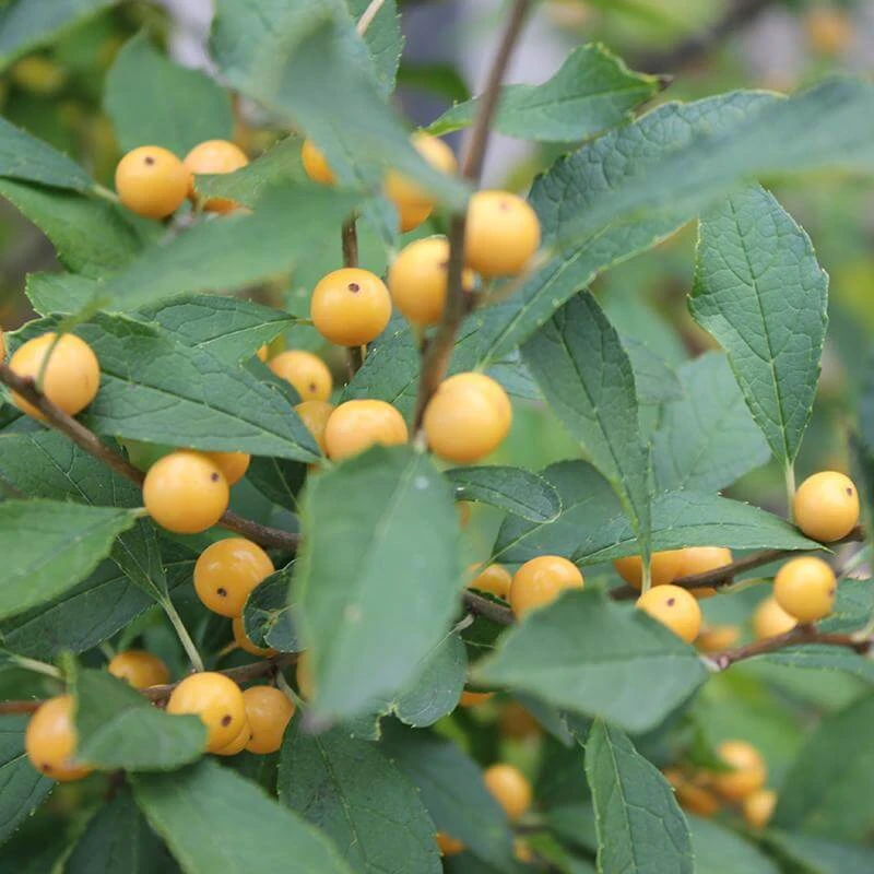 Berry Heavy® Gold Winterberry Holly 6 Berry Heavy® Gold Winterberry Holly - Image 4