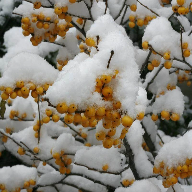 Berry Heavy® Gold Winterberry Holly 4 Berry Heavy® Gold Winterberry Holly - Image 2