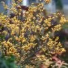 Berry Heavy® Gold Winterberry Holly -Perennials Store ilex verticillata berry heavy gold 5 b10e9859 69ea 43ac b0b3 4c57ba44f719 sw