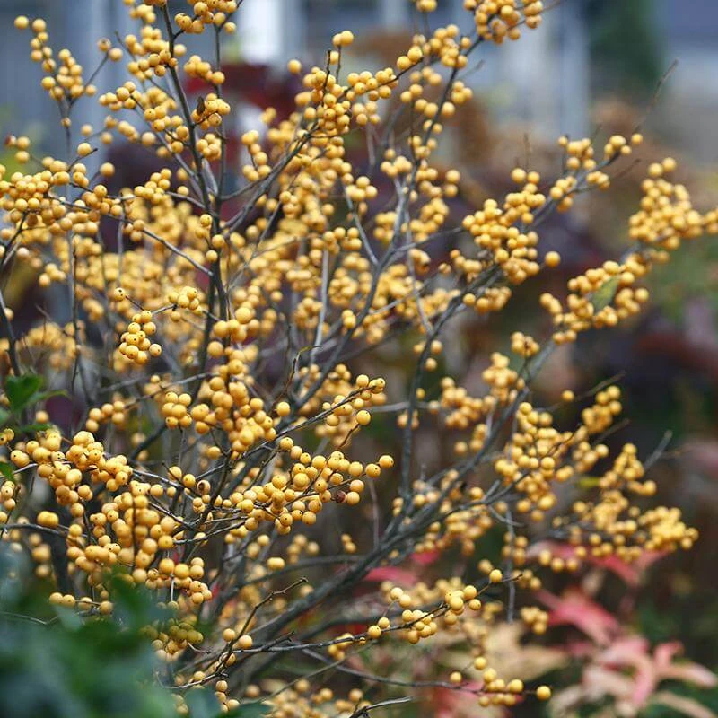 Berry Heavy® Gold Winterberry Holly 3 Berry Heavy® Gold Winterberry Holly