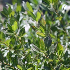 Little Goblin® Guy Winterberry Holly -Perennials Store ilex verticillata little goblin guy 3 P