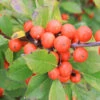 Little Goblin® Orange Winterberry Holly