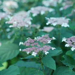Invincibelle Lace™ Smooth Hydrangea -Perennials Store invincibelle lace smooth hydrangea 4