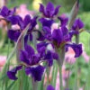 'Ruffled Velvet' Siberian Iris