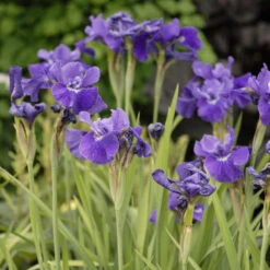 'Ruffled Velvet' Siberian Iris -Perennials Store iris ruffled velvet 2 P