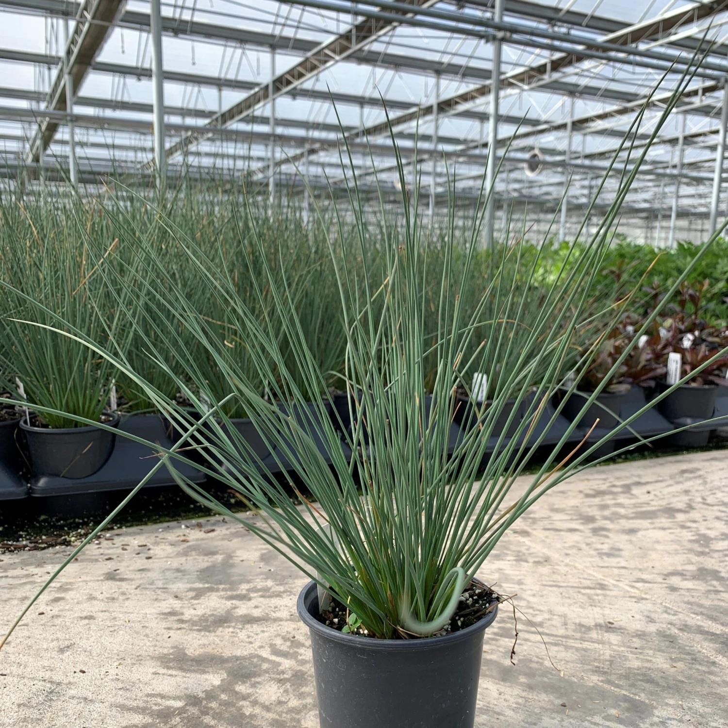 'Blue Arrows' Rush 4 'Blue Arrows' Rush - Image 2