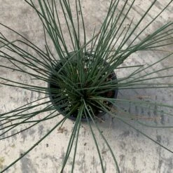 'Blue Arrows' Rush 11 'Blue Arrows' Rush -Perennials Store juncus blue arrows 4