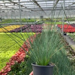 'Blue Arrows' Rush 12 'Blue Arrows' Rush -Perennials Store juncus blue arrows 5