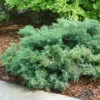 Montana Moss® Juniper 1 Montana Moss® Juniper -Perennials Store juniperus montana moss 1