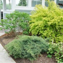 Montana Moss® Juniper -Perennials Store juniperus montana moss 3