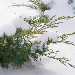 Montana Moss® Juniper -Perennials Store juniperus montana moss 4