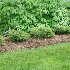 Tortuga® Juniper -Perennials Store juniperus tortuga 3