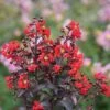 Center Stage® Red Crapemyrtle -Perennials Store lagerstroemia center stage red 1 sw
