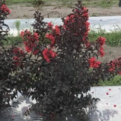 Center Stage® Red Crapemyrtle -Perennials Store lagerstroemia center stage red 2 sw