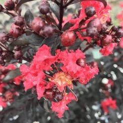 Center Stage® Red Crapemyrtle -Perennials Store lagerstroemia center stage red 3 sw
