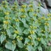 'Hermann's Pride' Spotted Dead-Nettle -Perennials Store lamiastrum hermanns pride 1 sw