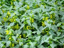 'Hermann's Pride' Spotted Dead-Nettle -Perennials Store lamiastrum hermanns pride 4 sw