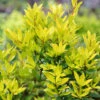 Sicilian Sunshine® Bay Laurel