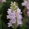 'Ellagance Pink' Lavender -Perennials Store lavandula ellagance pink 1 sw