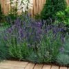 'Ellagance Purple' Lavender 1 'Ellagance Purple' Lavender -Perennials Store lavandula ellagance purple 2 sw