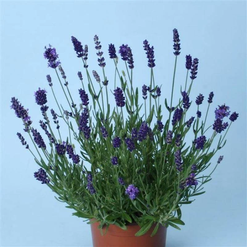 'Ellagance Purple' Lavender 4 'Ellagance Purple' Lavender - Image 2