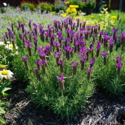Primavera Spanish Lavender