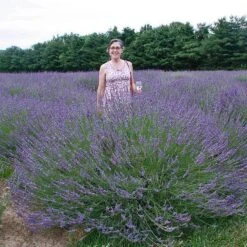 Phenomenal® Lavender -Perennials Store lavender phenomenal 2