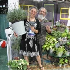 Phenomenal® Lavender -Perennials Store lavender phenomenal 3