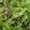 Brass Buttons -Perennials Store leptinella squalida 1 sw