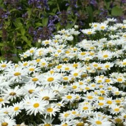 Drought Resistant+ Long Blooming Collection -Perennials Store leucanthemum becky shasta daisy 1