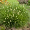 'Little Bunny' Fountain Grass -Perennials Store little bunny fountain grass 1