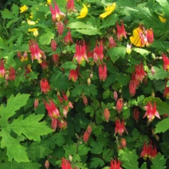 'Little Lanterns' Columbine 7 'Little Lanterns' Columbine -Perennials Store little lantern aquilegia